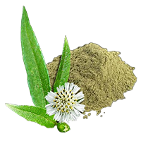 Bhringraj Powder 200