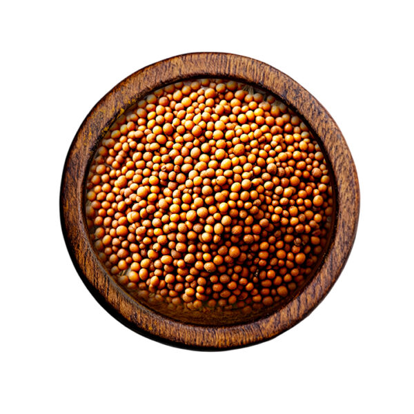 Coriander (Coriandrum sativum)