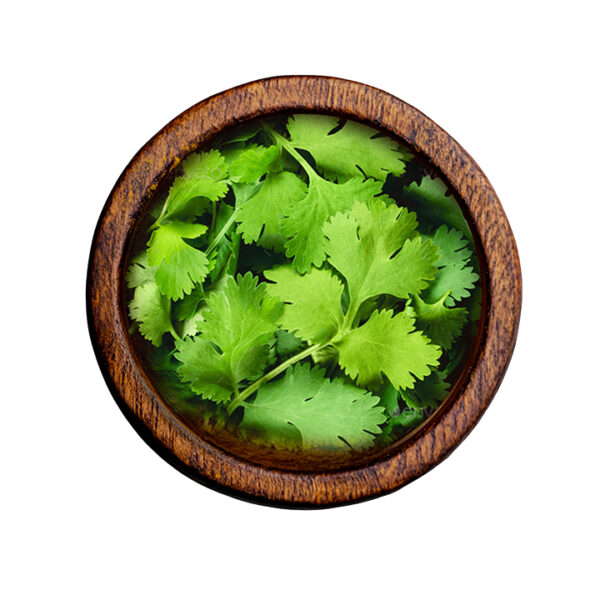 Coriander Leaves (Coriandrum sativum)