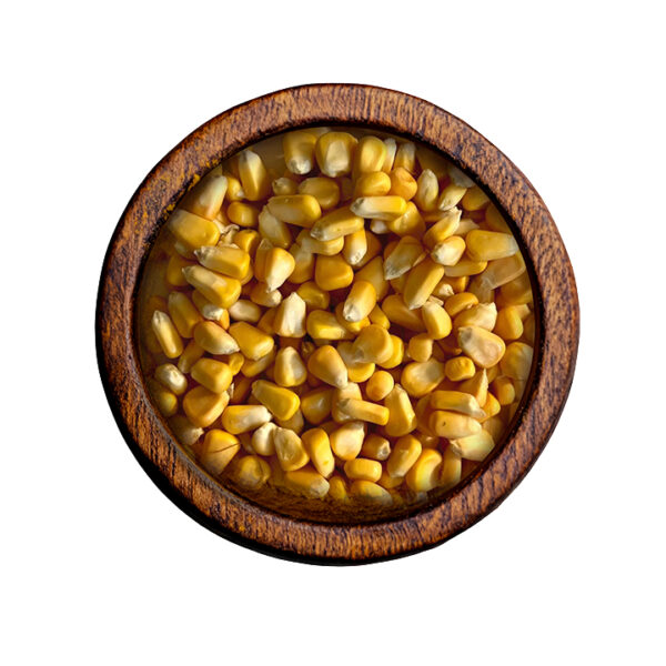 Corn (Zea mays)