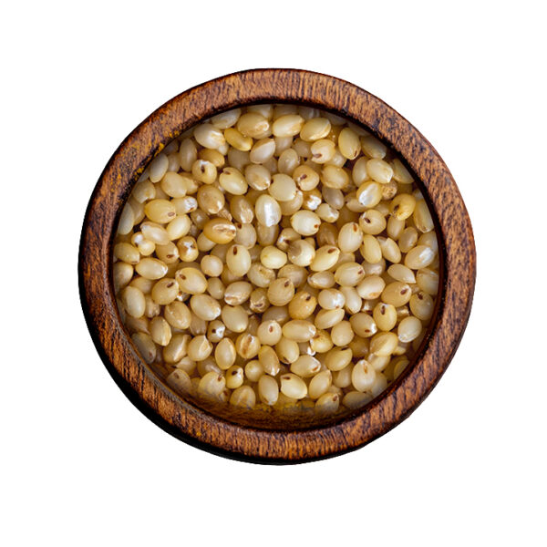 Millet (Pennisetum glaucum)