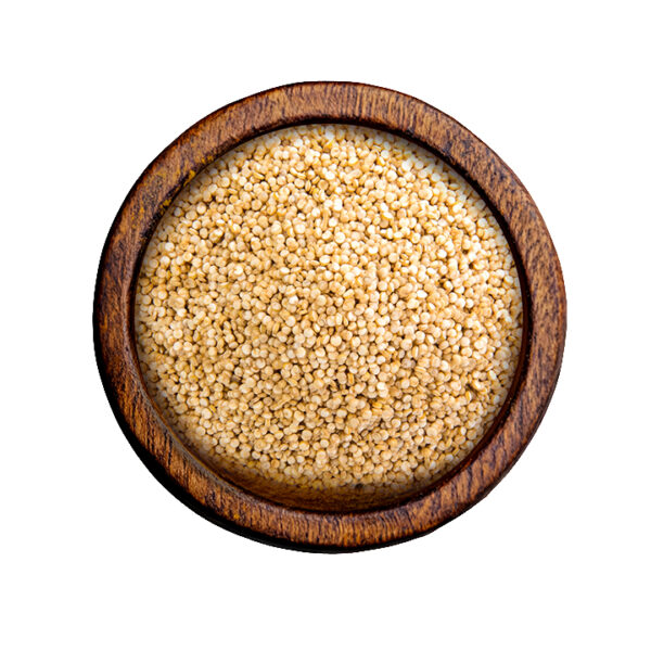 Sorghum (Sorghum bicolor)