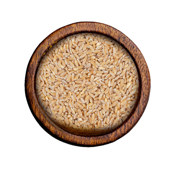 Wheat (Triticum aestivum)