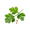 Coriander
